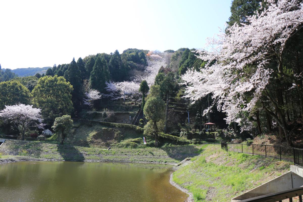 王子池の桜