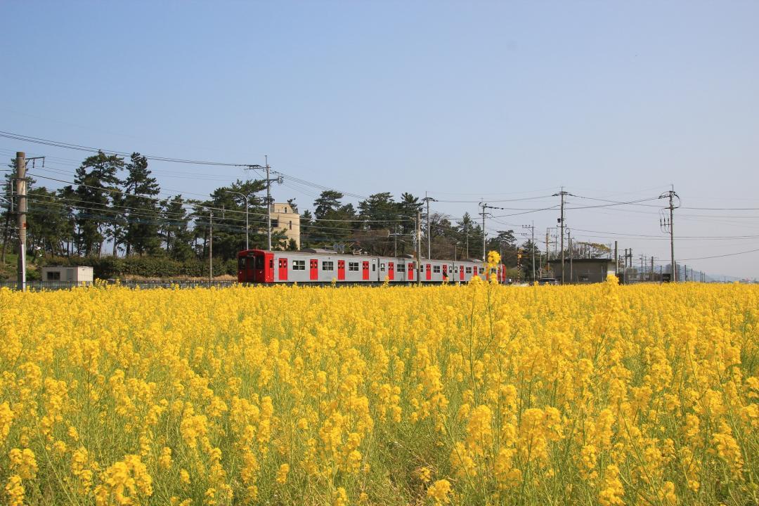 福ふくの里の”菜の花”（糸島市）