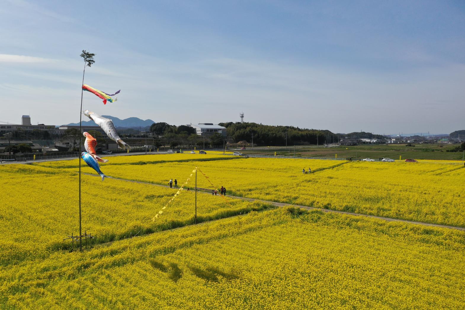 筵内「なの花祭り」（例年3月）