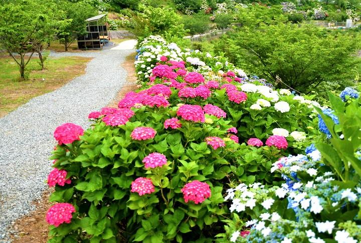 金山サクラ・アジサイ園
