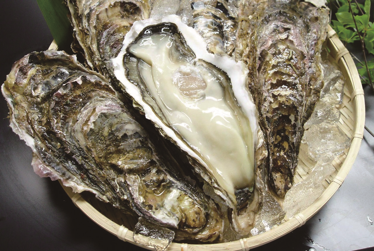 豊前海一粒かき