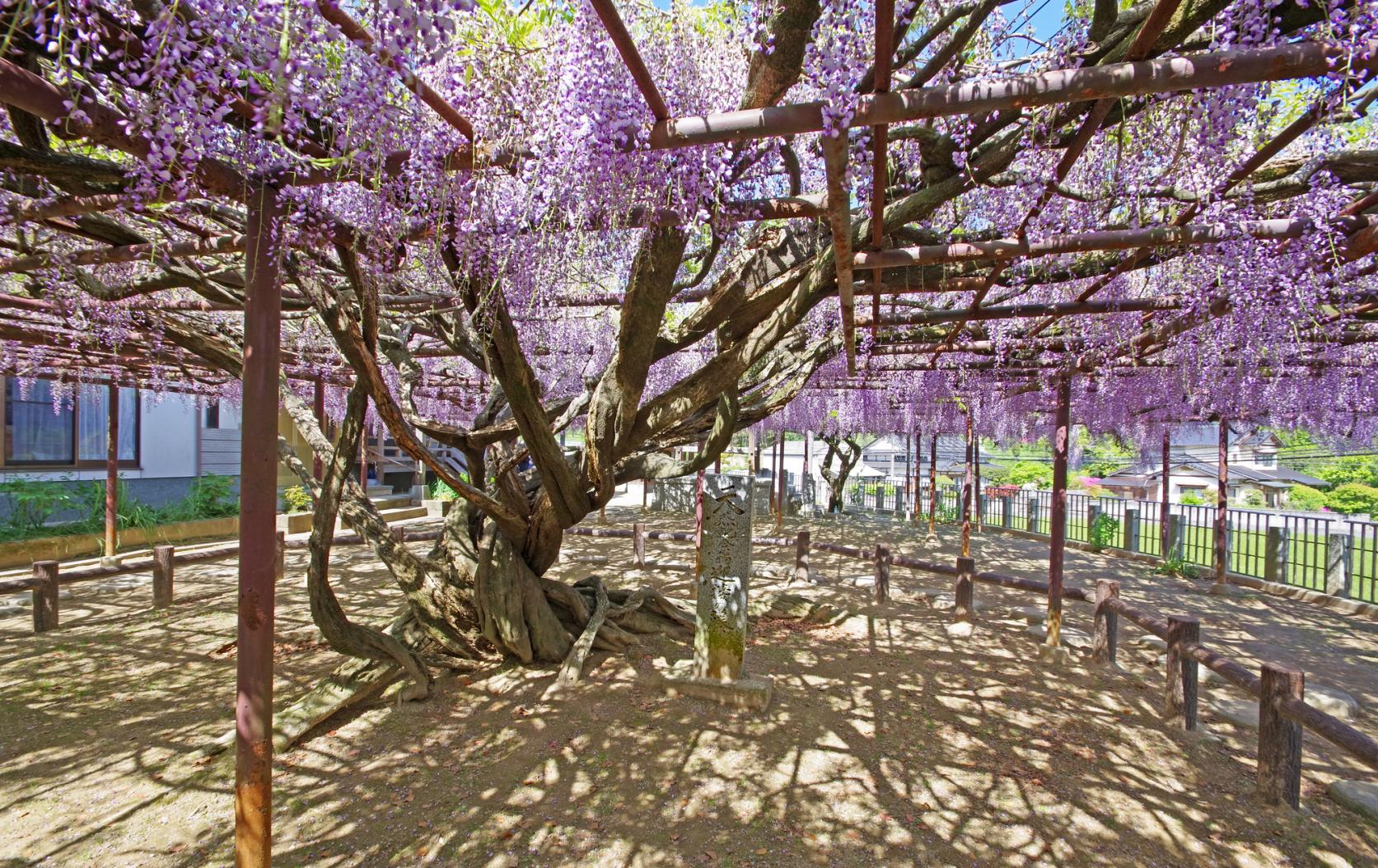 定禅寺（田川郡福智町）