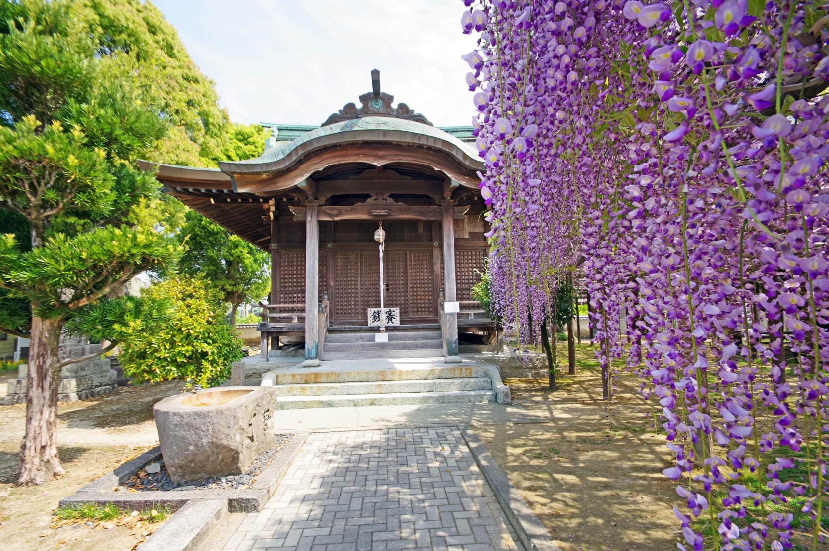 上高場の大藤（藤の里公園）（朝倉郡筑前町）