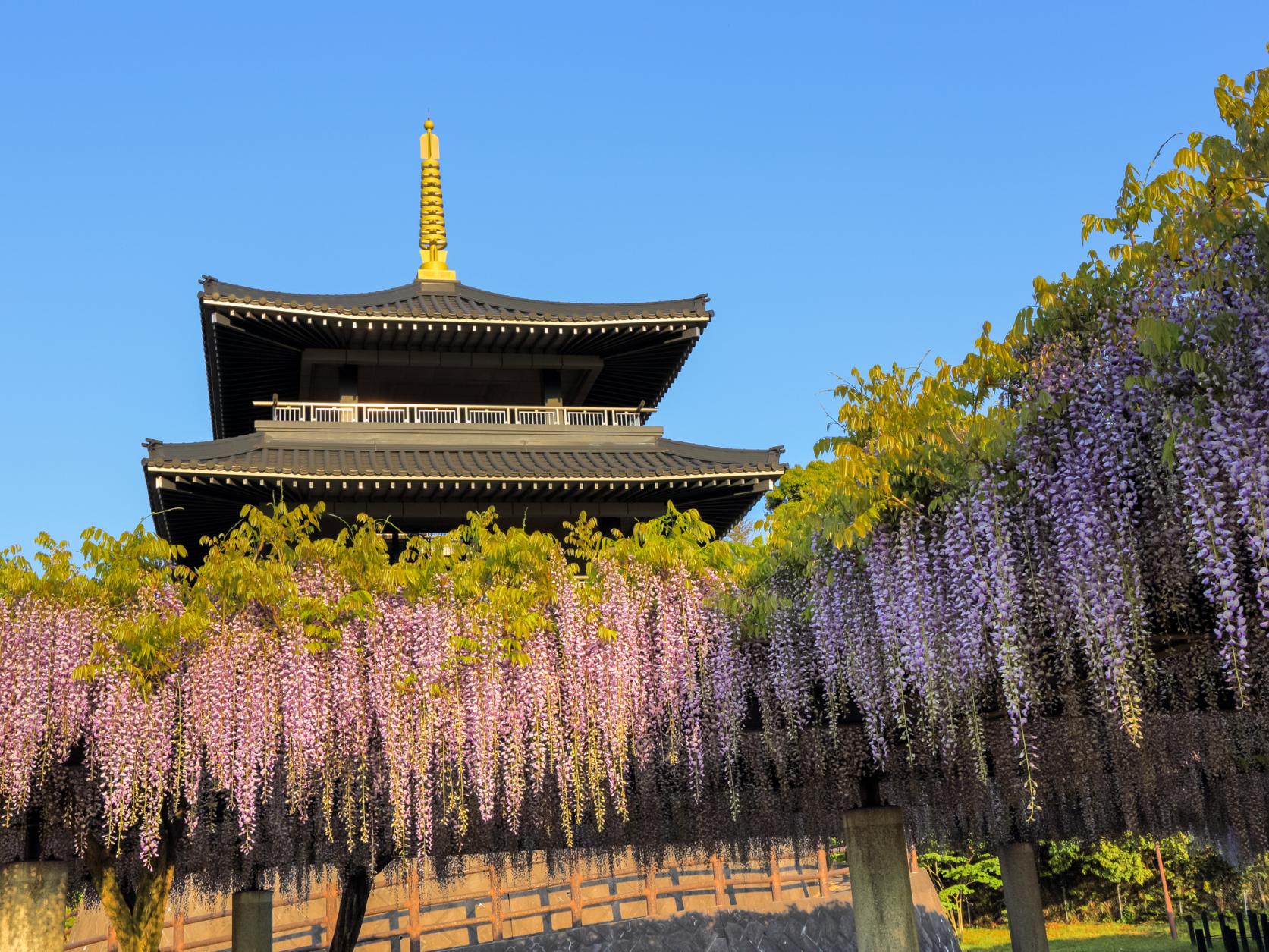 吉祥寺の藤（北九州市）