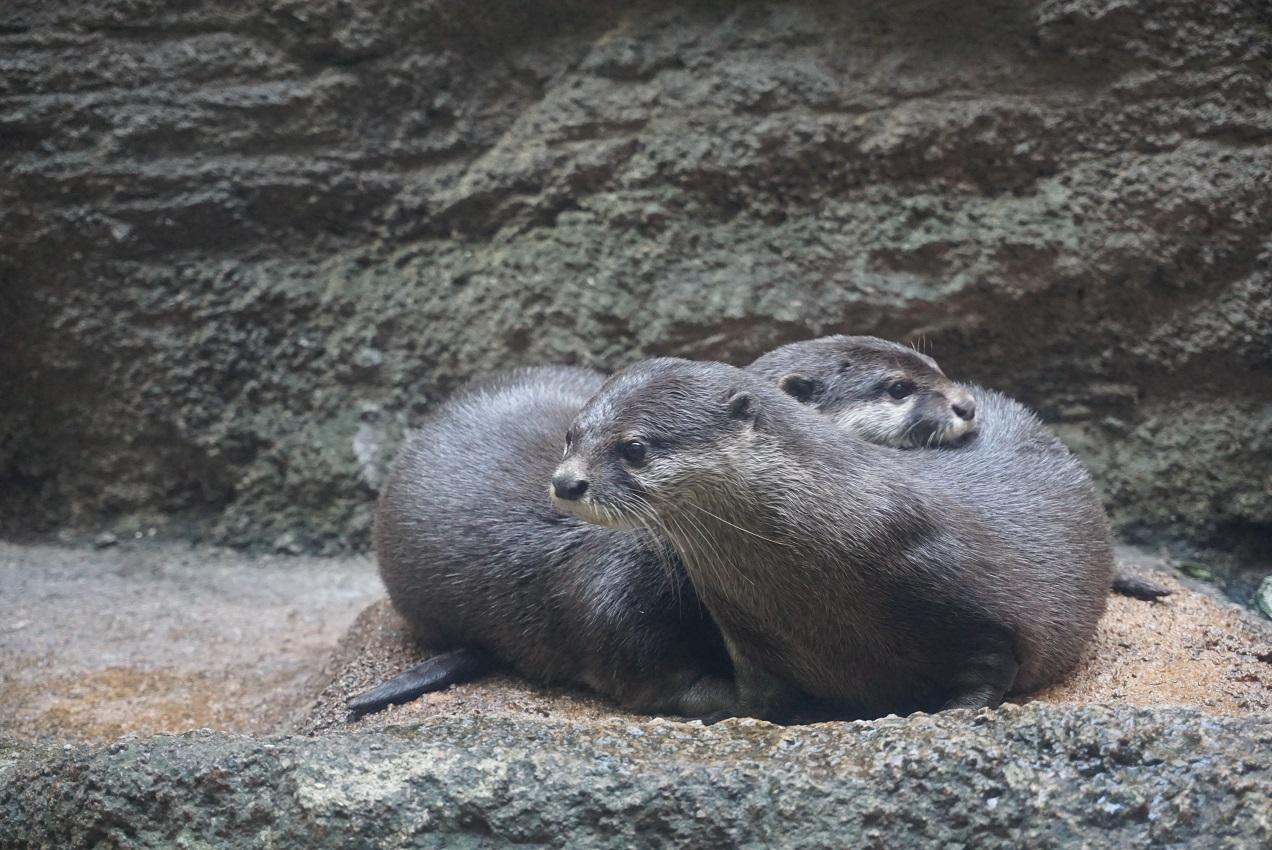 Fukuoka Zoo and Botanical Garden