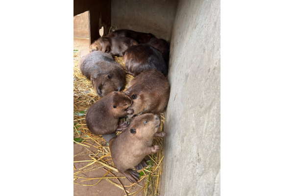 トリアスふれあい動物園