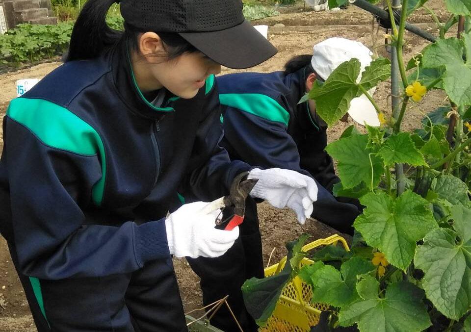농업 체험 등(17시)