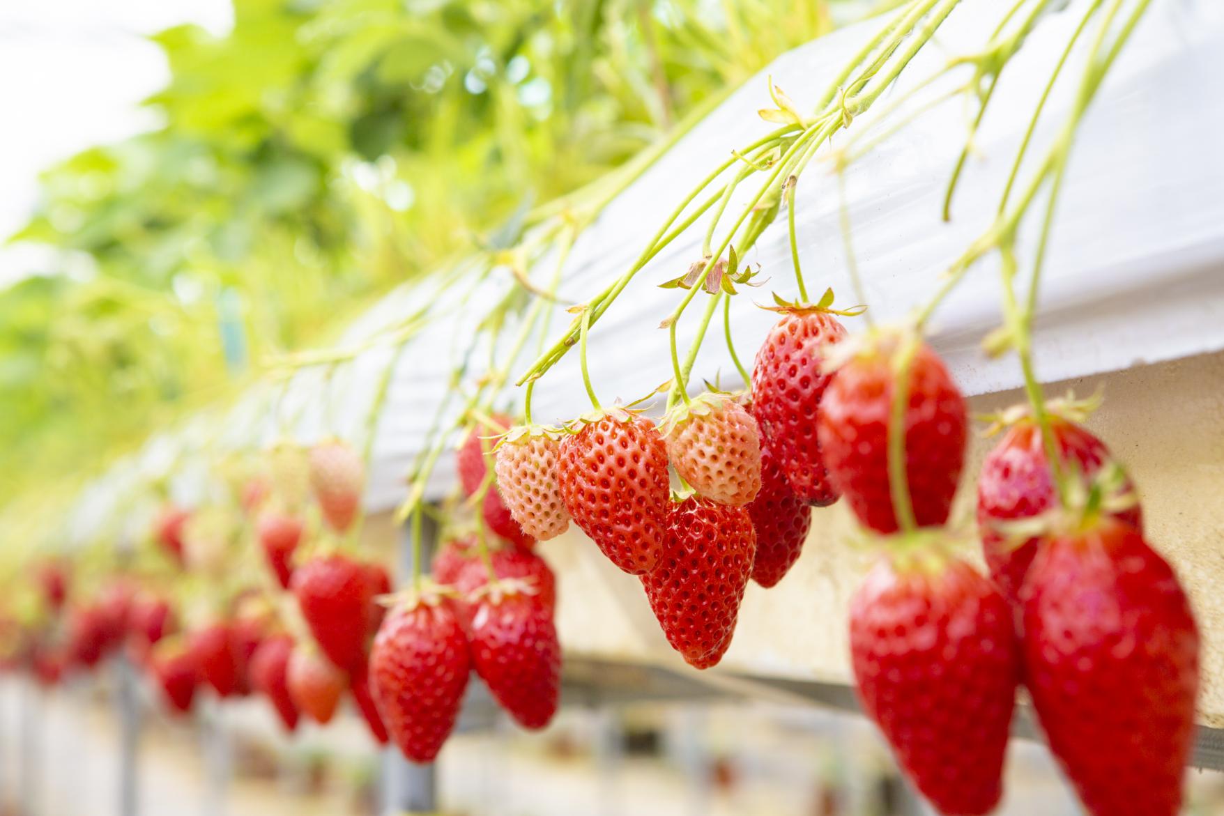 Fruit picking (Ukiha City, Kurume City, etc.)