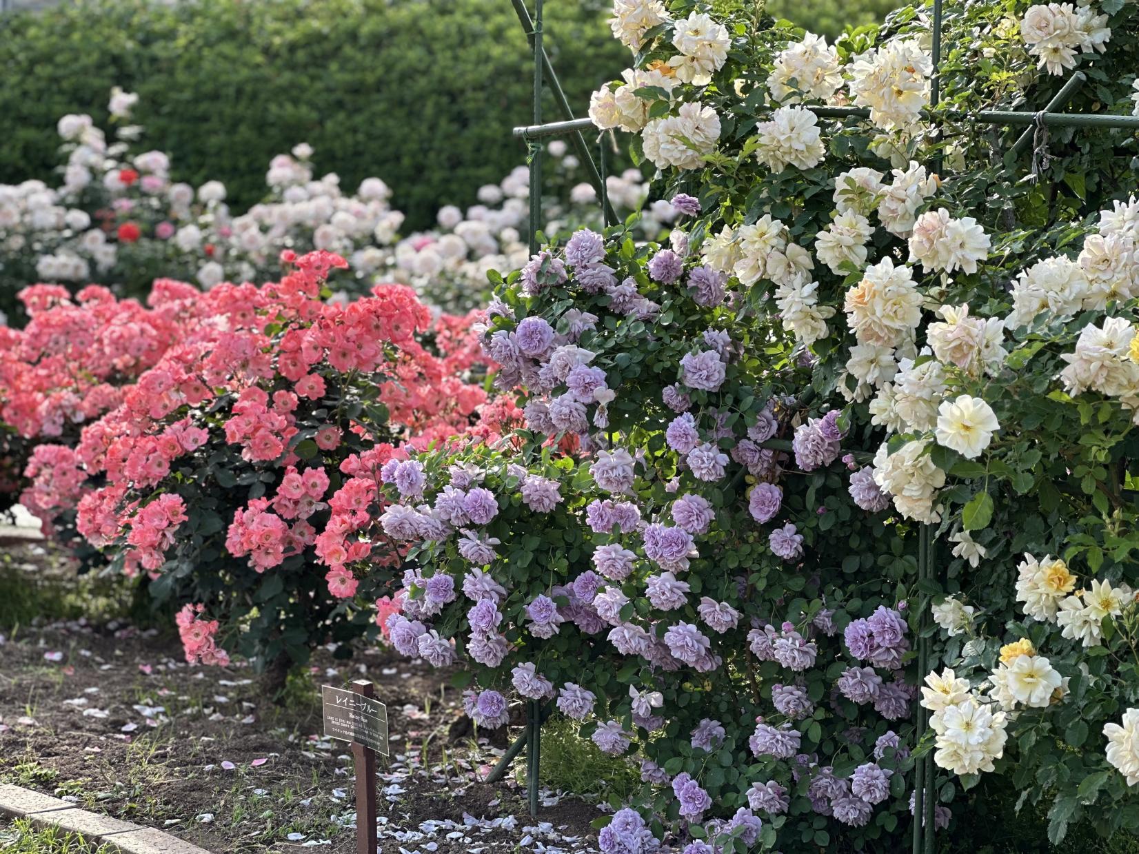 Parc Hana-no-oka / Centre agricole municipal de Kitakyushu : Festival des roses de printemps (Ville de Kitakyushu)