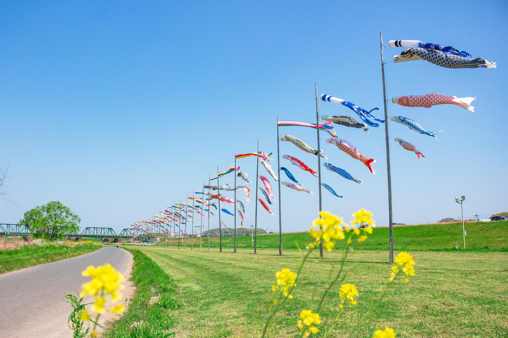 Festival des Koinobori de la rivière Onga « Furusato » (Ville de Nakama)