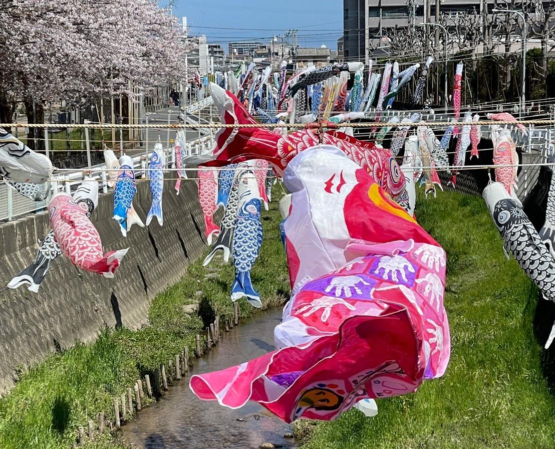 Les Koinobori de la rivière Aburayama (Ville de Fukuoka)