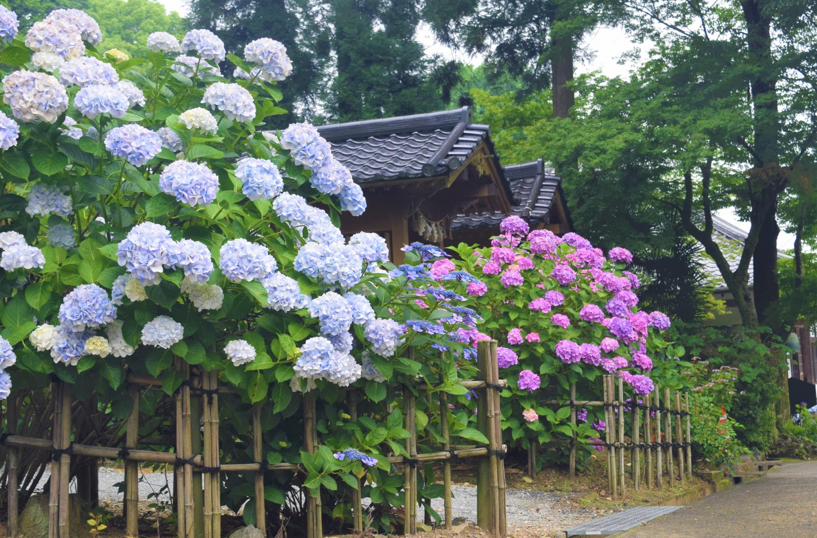 千光寺あじさい祭り（久留米市）