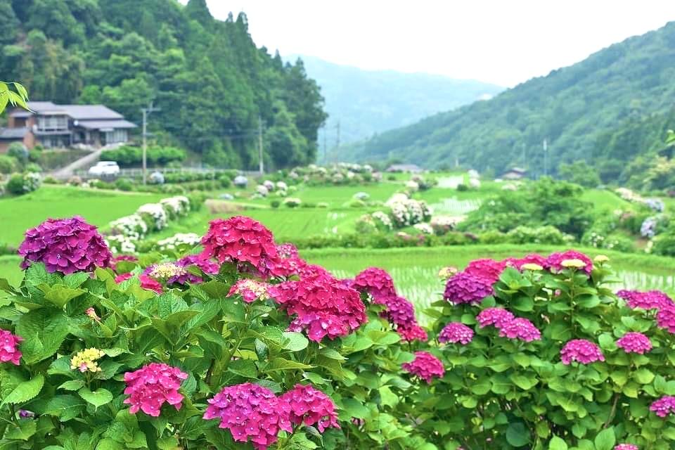 枝川内あじさい祭り（豊前市）