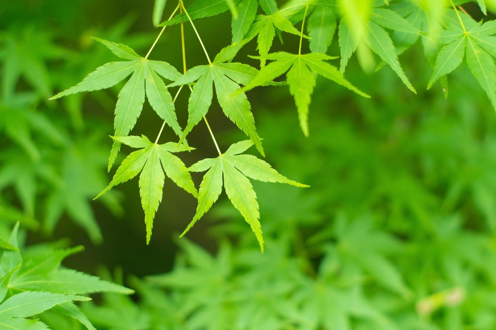 日本庭園のある旅館