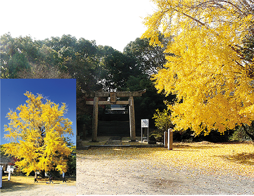 【車で約5分】神武天皇社