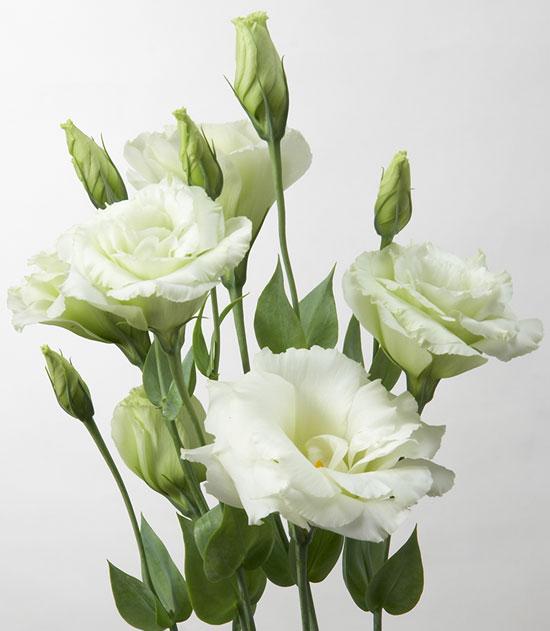 トルコキキョウ