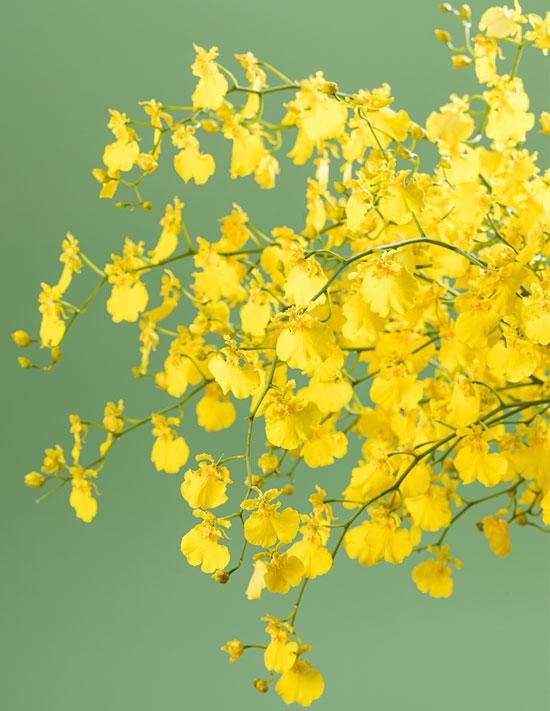 オンシジューム