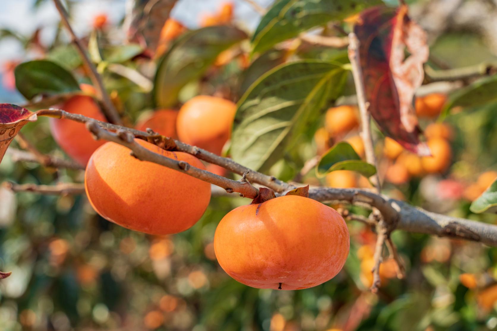 JA筑前あさくら中央選果場 産地直売所（朝倉市）