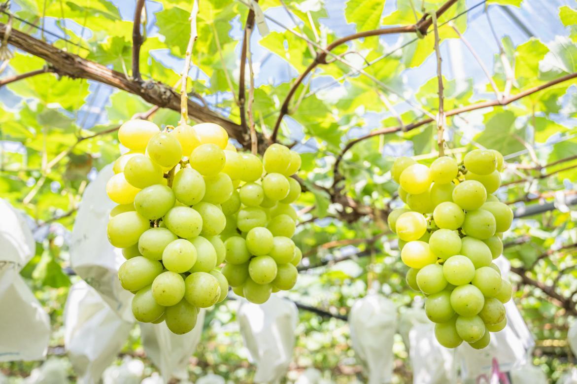 【7月】ハウスぶどう狩り