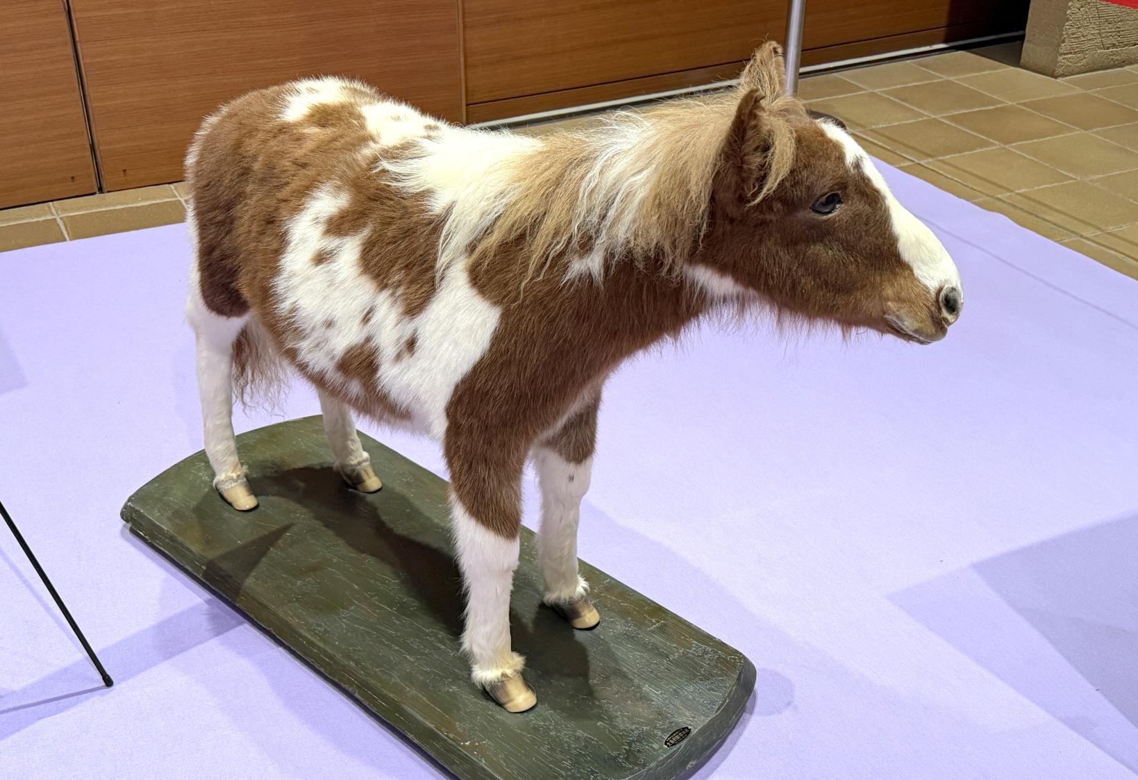 いのちのたび博物館（北九州市）