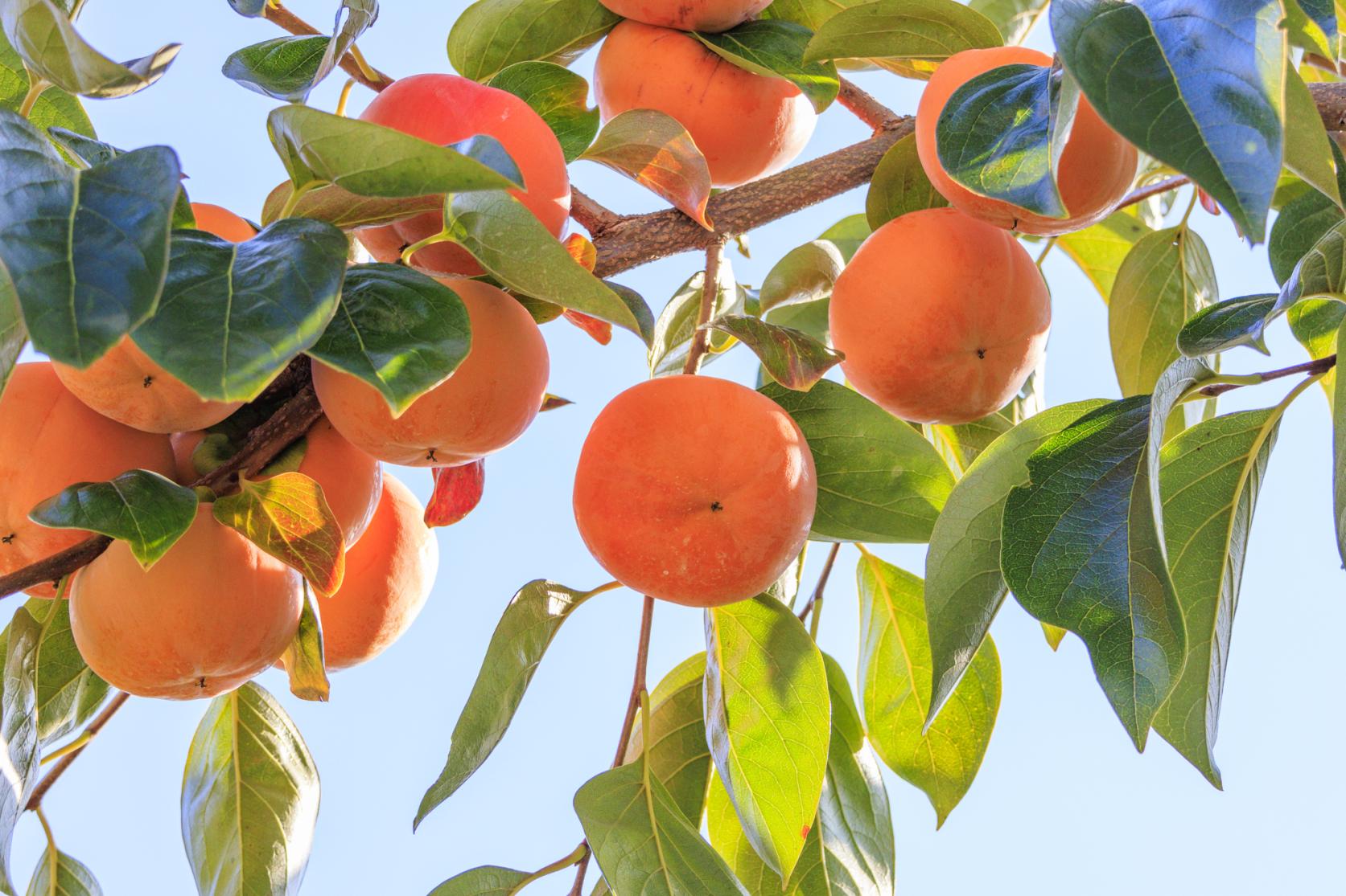 Adachi果樹園（採柿子）