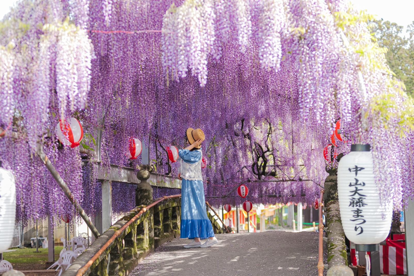 中山大藤まつり（柳川市）
