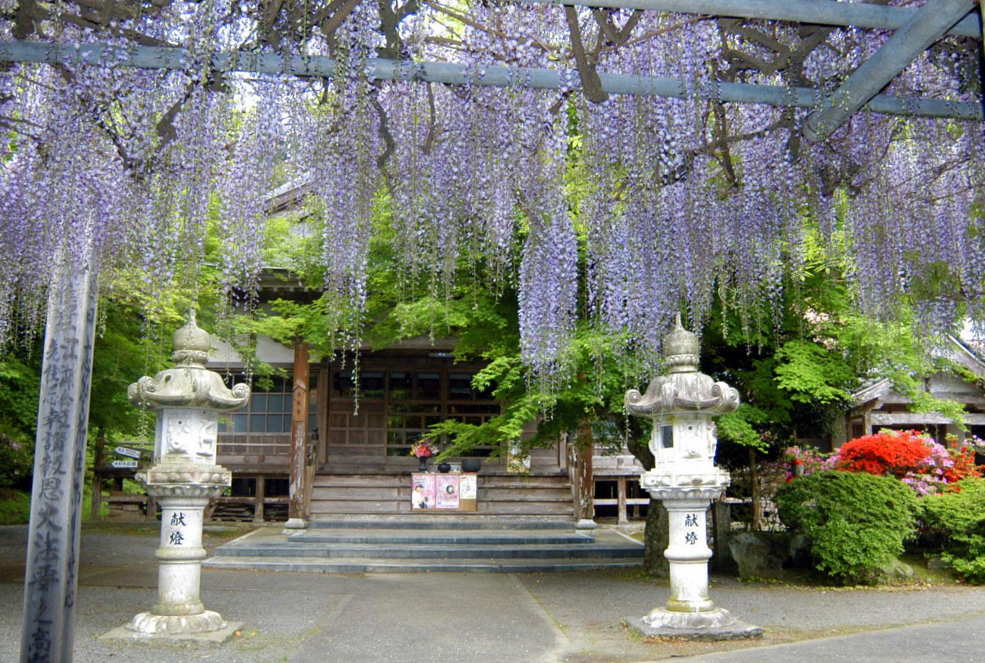 淨光寺　藤花祭（宗像市）