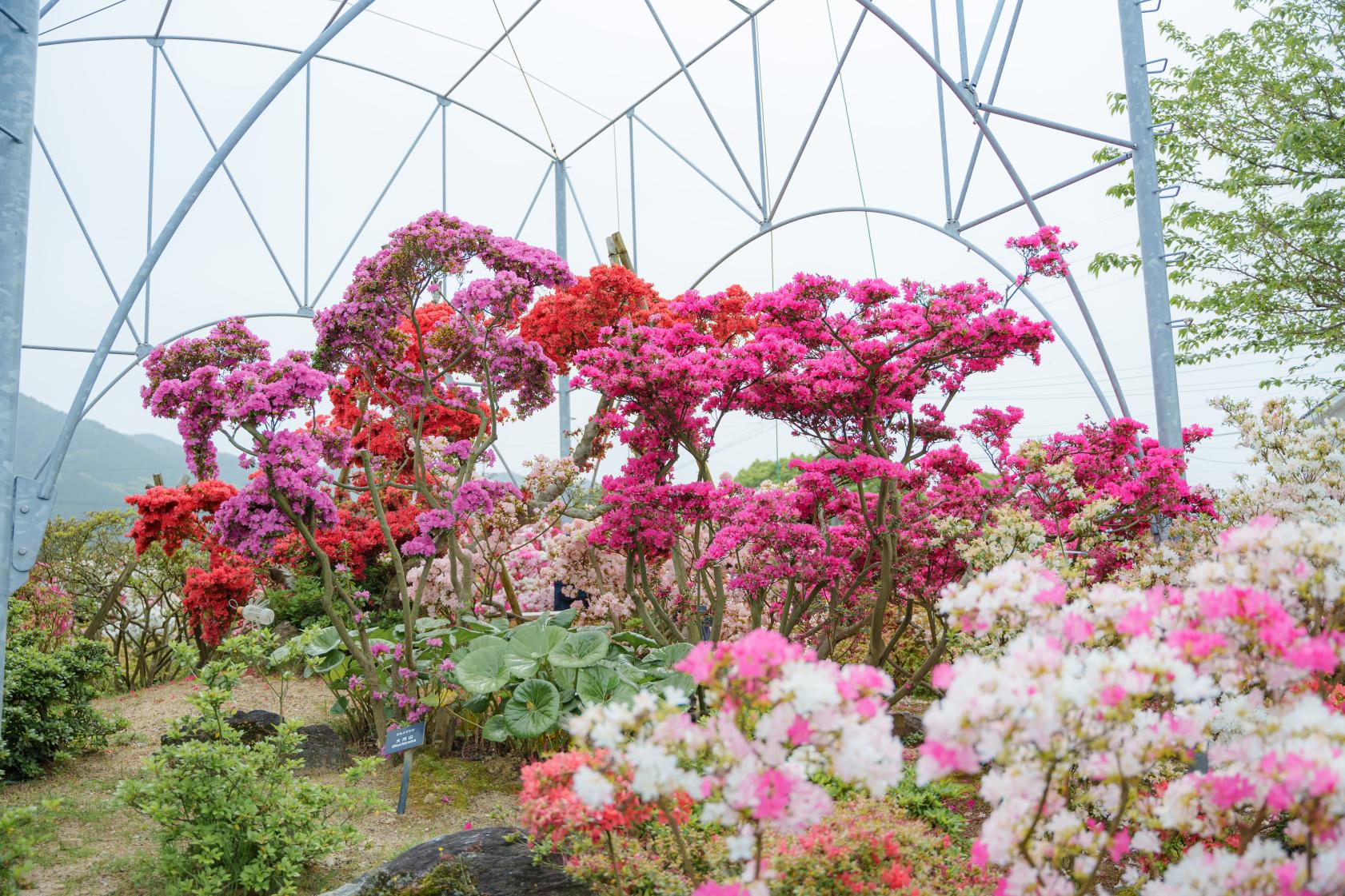 久留米市世界杜鵑中心（久留米市）
