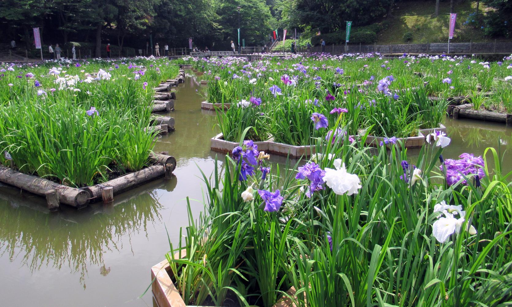 とばた菖蒲まつり 2026（北九州市）