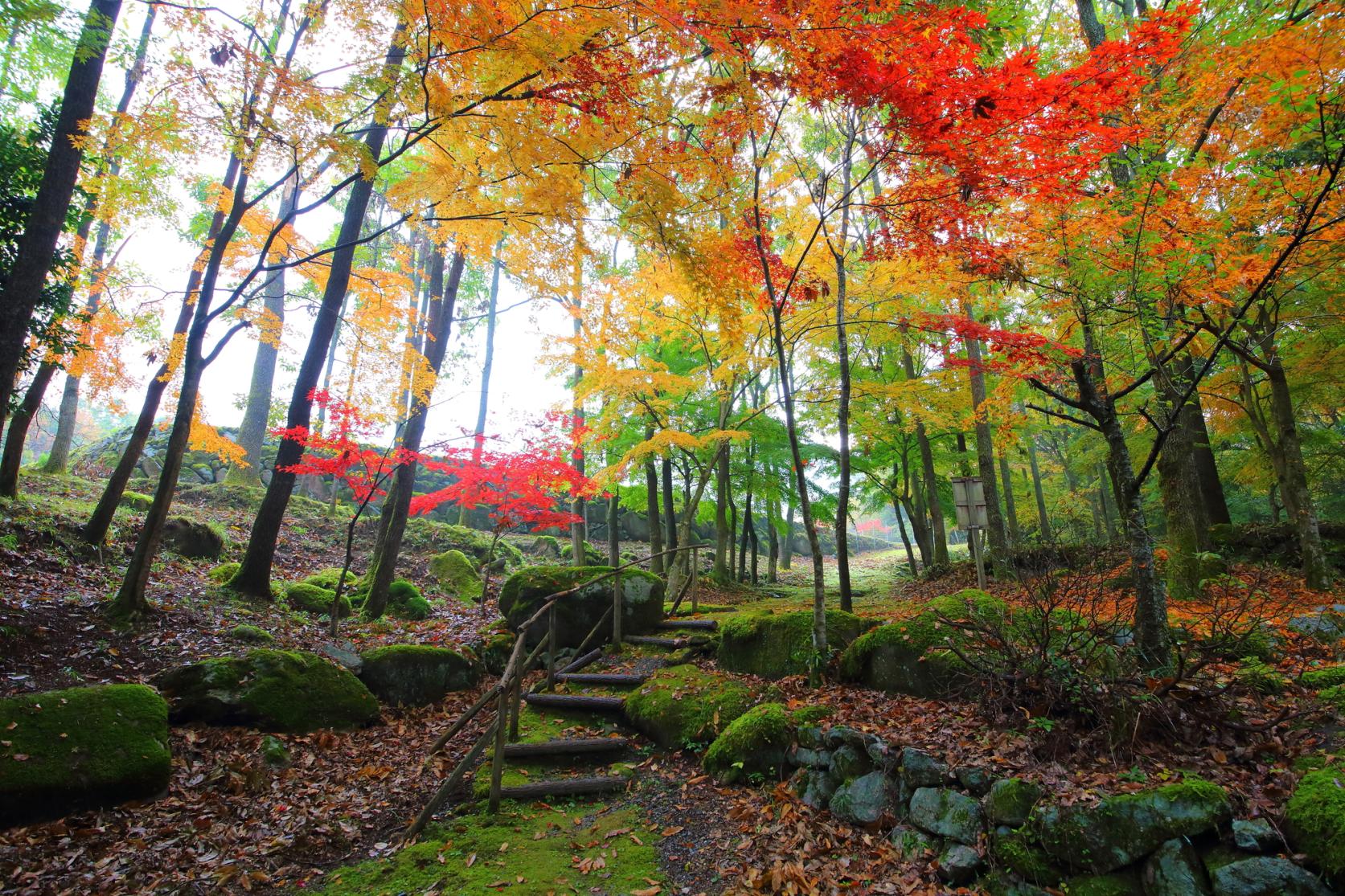 県内屈指の美しさを見せる彦山川の紅葉-0