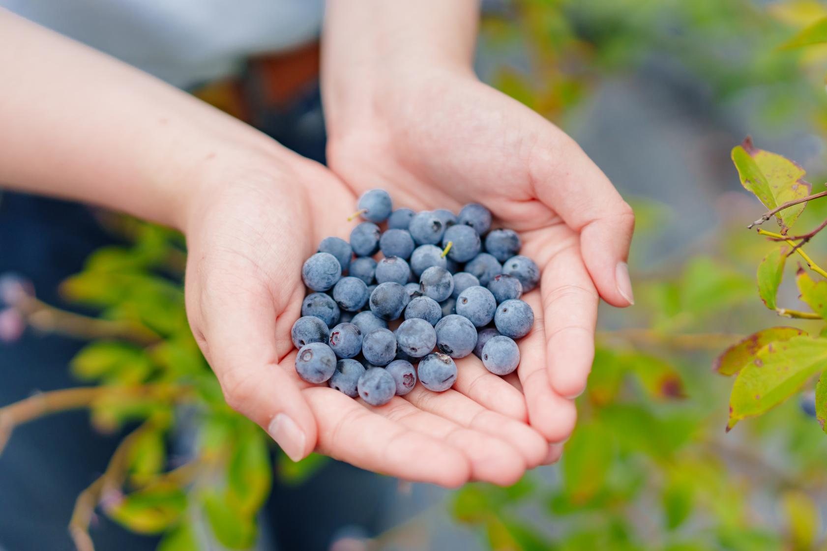 Why is Fukuoka's fruit delicious all year round?-4