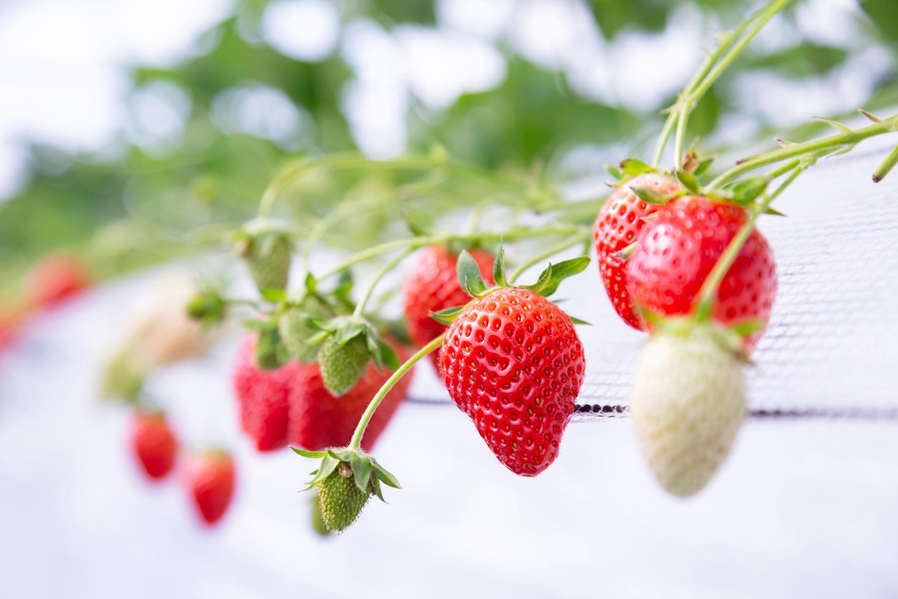 Why is Fukuoka's fruit delicious all year round?-1