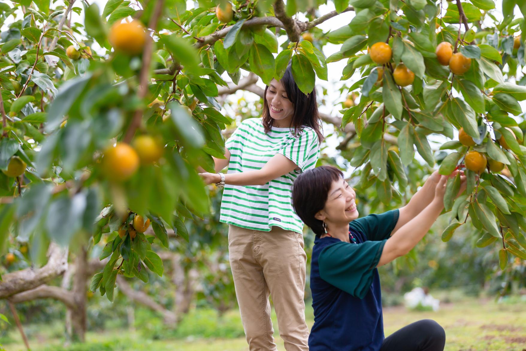 Why is Fukuoka's fruit delicious all year round?-2