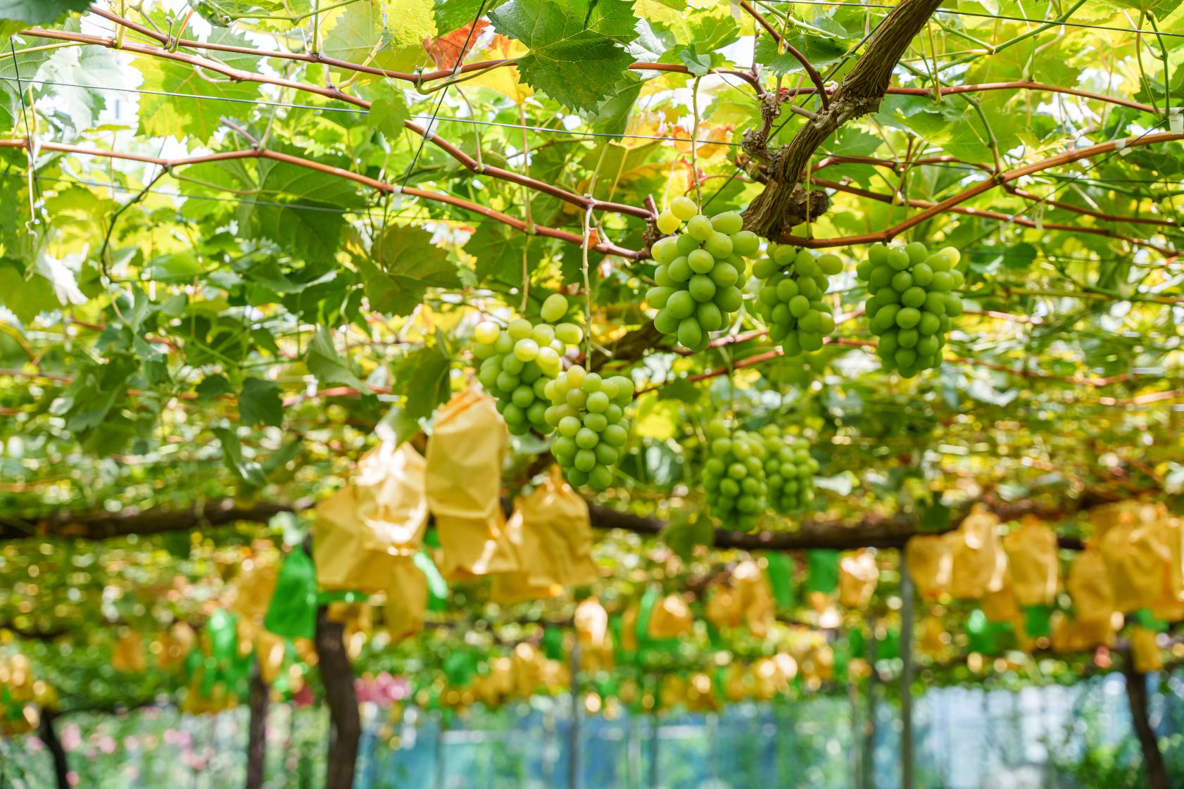 Why is Fukuoka's fruit delicious all year round?-3