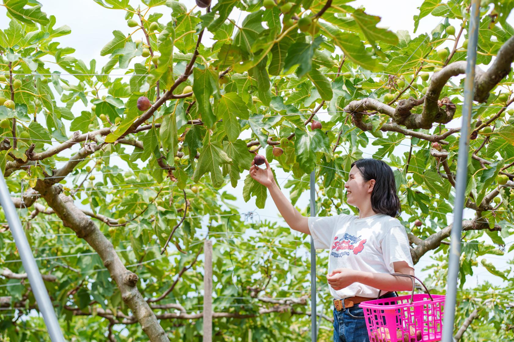 2. Ecofarm Yokomizo-en (Kurume City)-0
