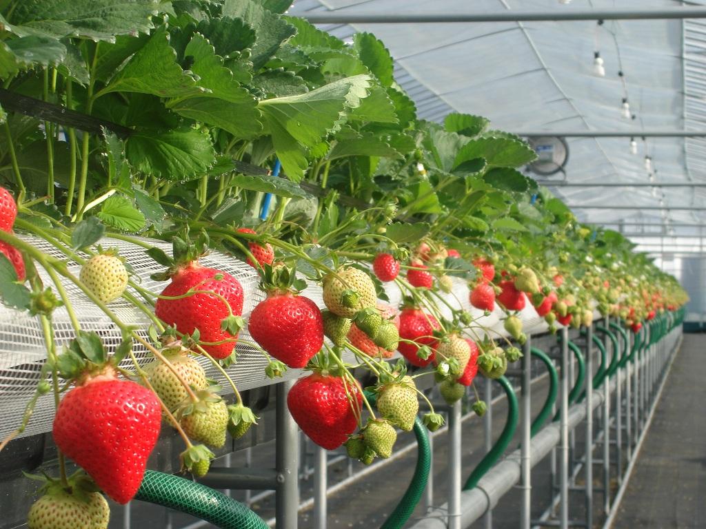 3. Lion Fruit Farm (Chikuzen Town)-0