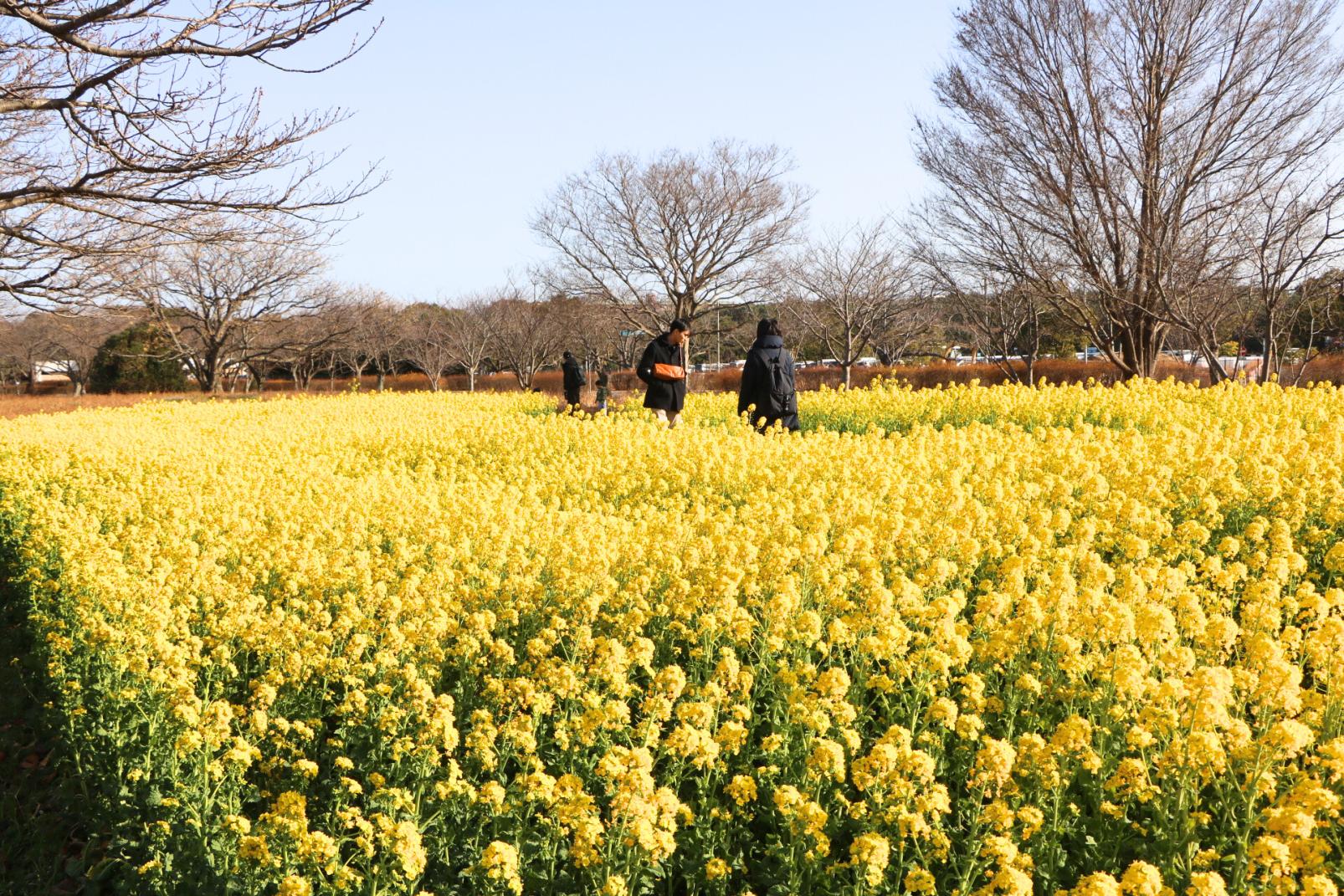 海の中道海浜公園（福岡市）-0