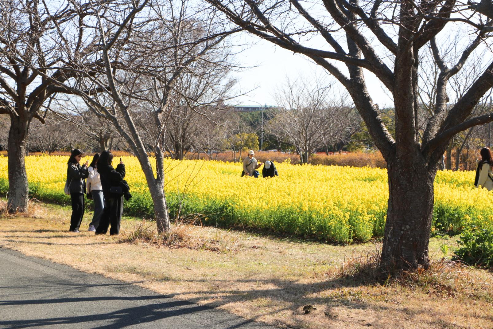 海の中道海浜公園（福岡市）-3