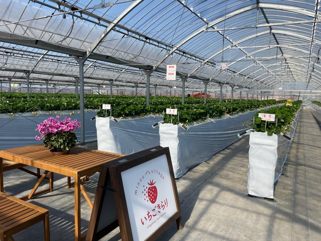 いちごきらり みのうヴィレッジ｜耳納の恵みが甘く実る、いちごきらり-0