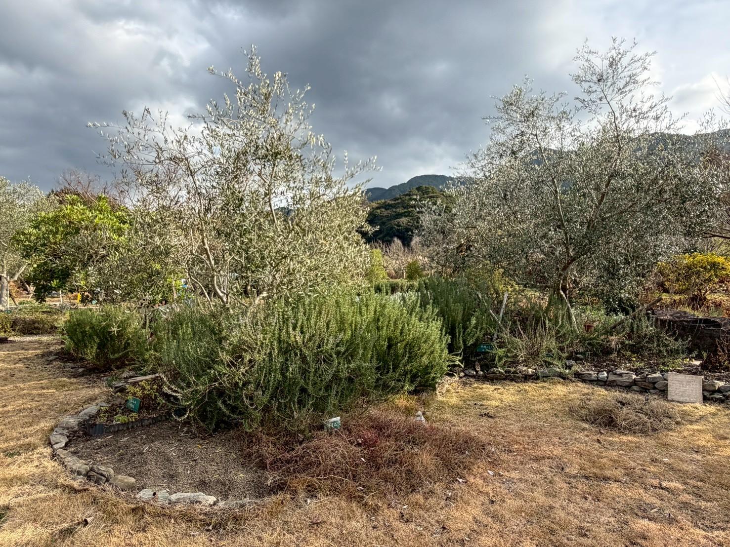 萩原オリーブ｜香りが育つ場所へ。自然と向き合う、みのうのハーブ農園-0