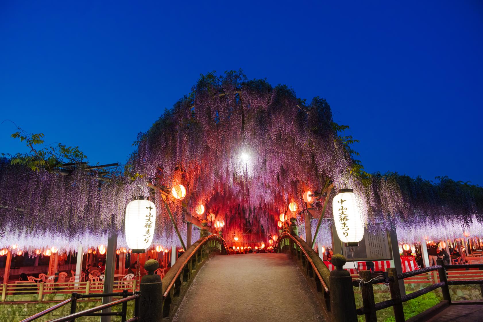 一度は見たい、夜のライトアップに輝く藤の花-0