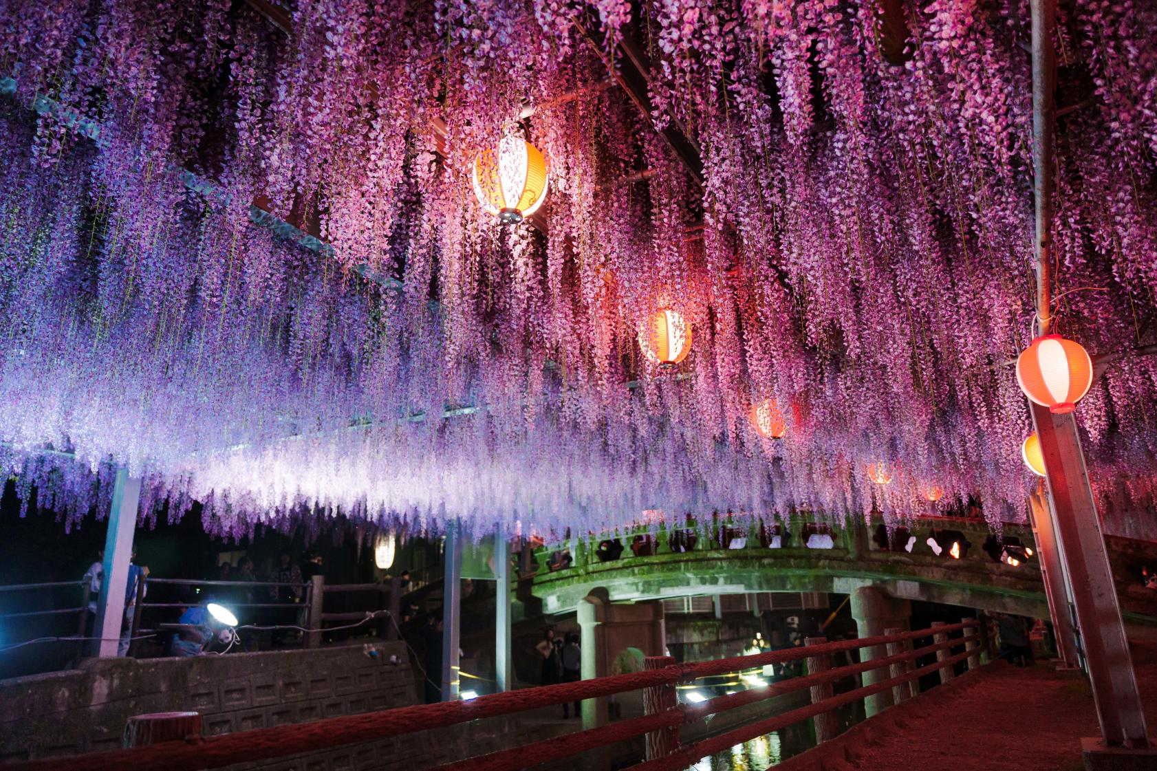 一度は見たい、夜のライトアップに輝く藤の花-2