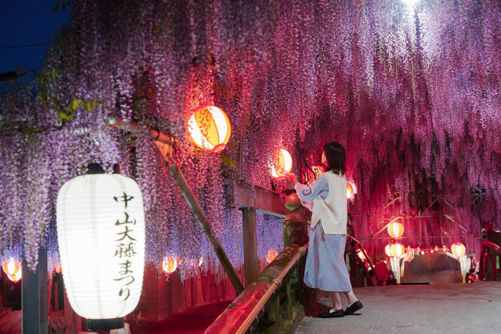 一度は見たい、夜のライトアップに輝く藤の花-1