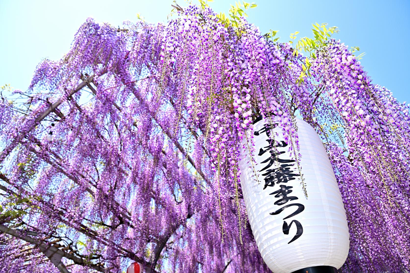 にぎやかに楽しむなら「中山大藤まつり」期間がおすすめ-0