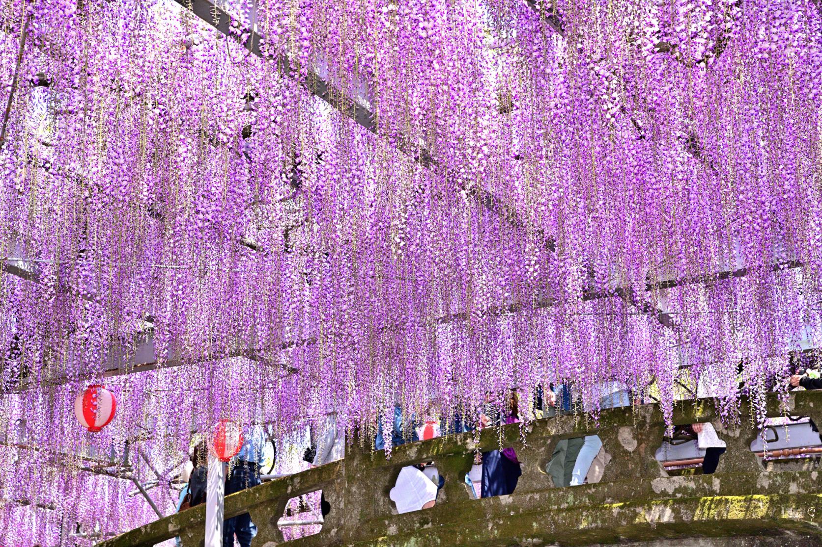 にぎやかに楽しむなら「中山大藤まつり」期間がおすすめ-1