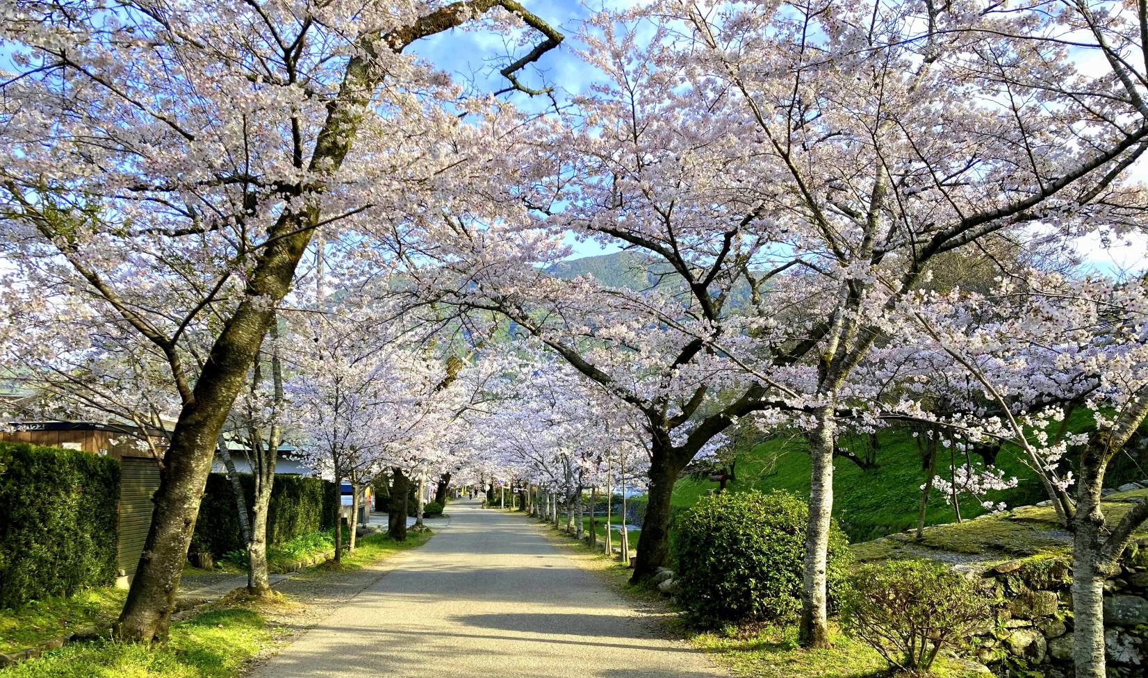 美しい花絶景と、春の彩り-3