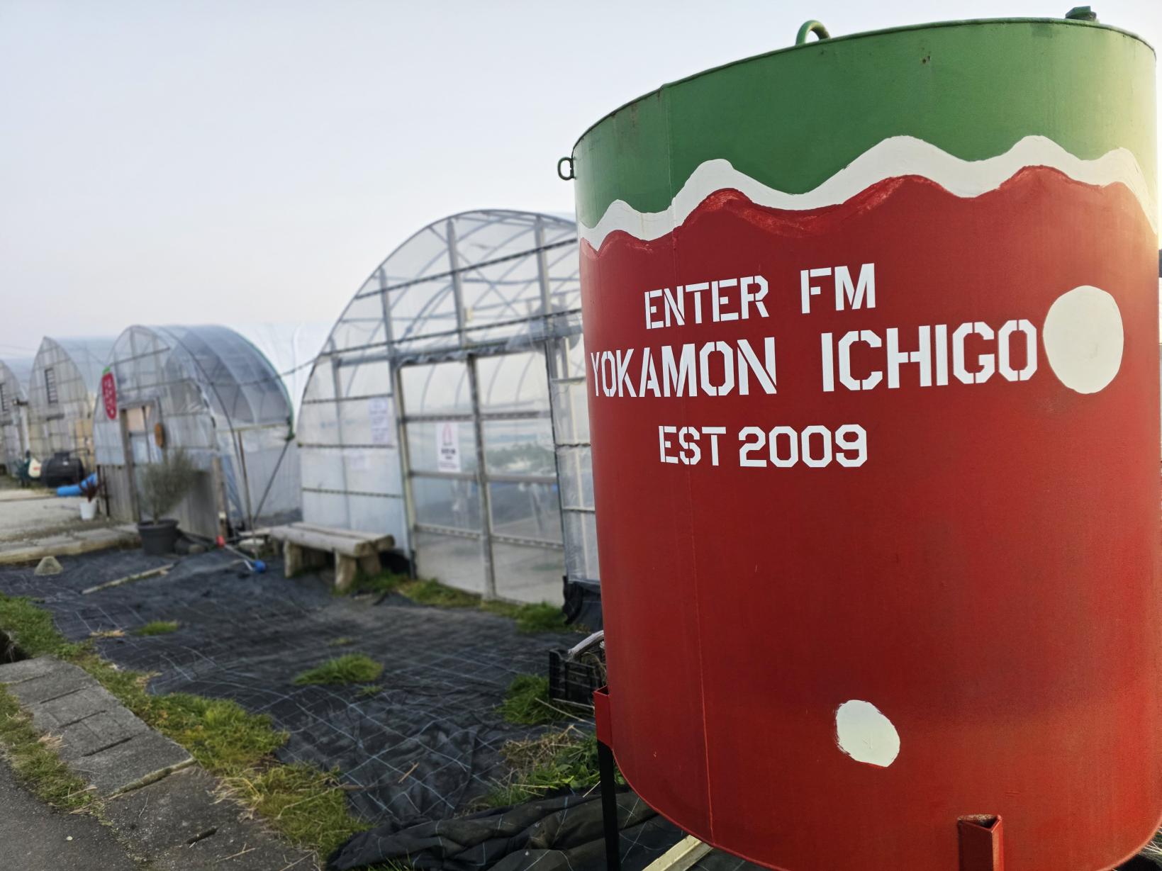 【うきは市・ナイトストロベリー狩り】ライトアップされた幻想的ないちご園｜筑後エリア-3