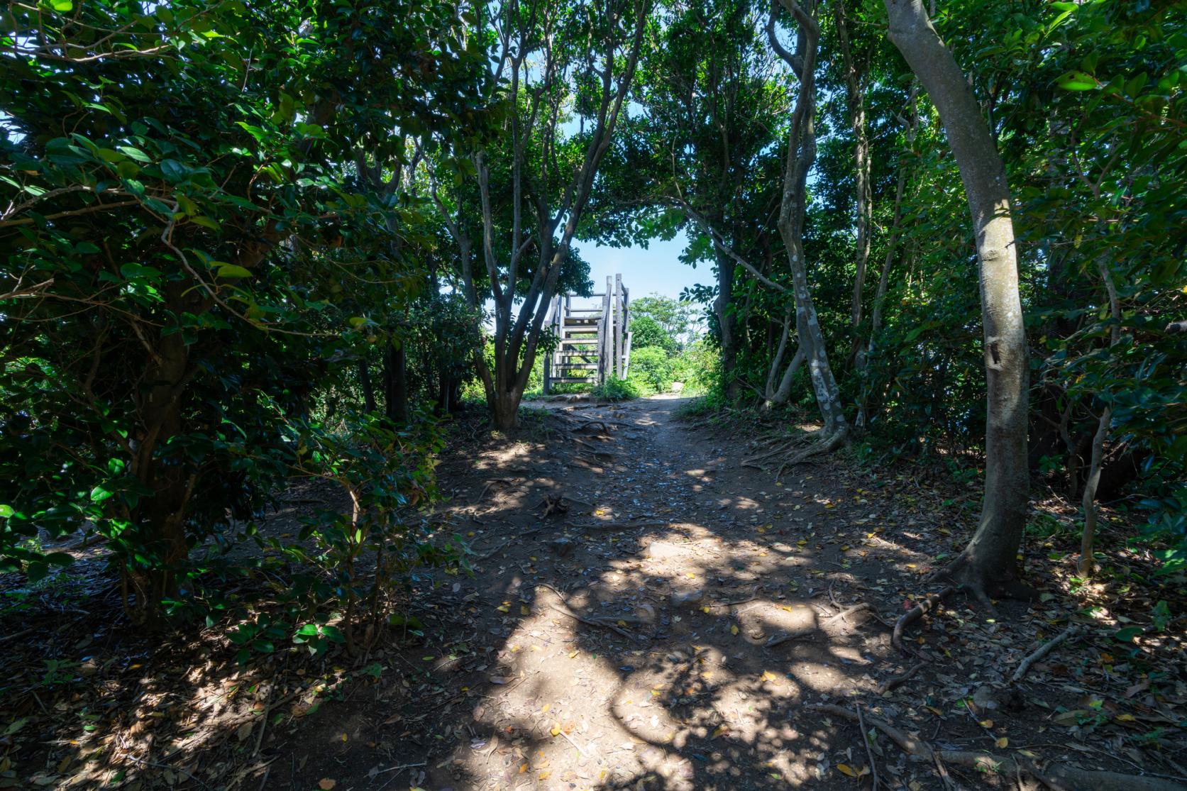④圧巻の鳥居と神秘的な森、芥屋の大門公園-2
