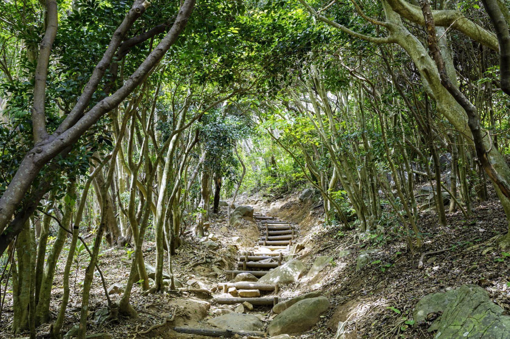 ④圧巻の鳥居と神秘的な森、芥屋の大門公園-1