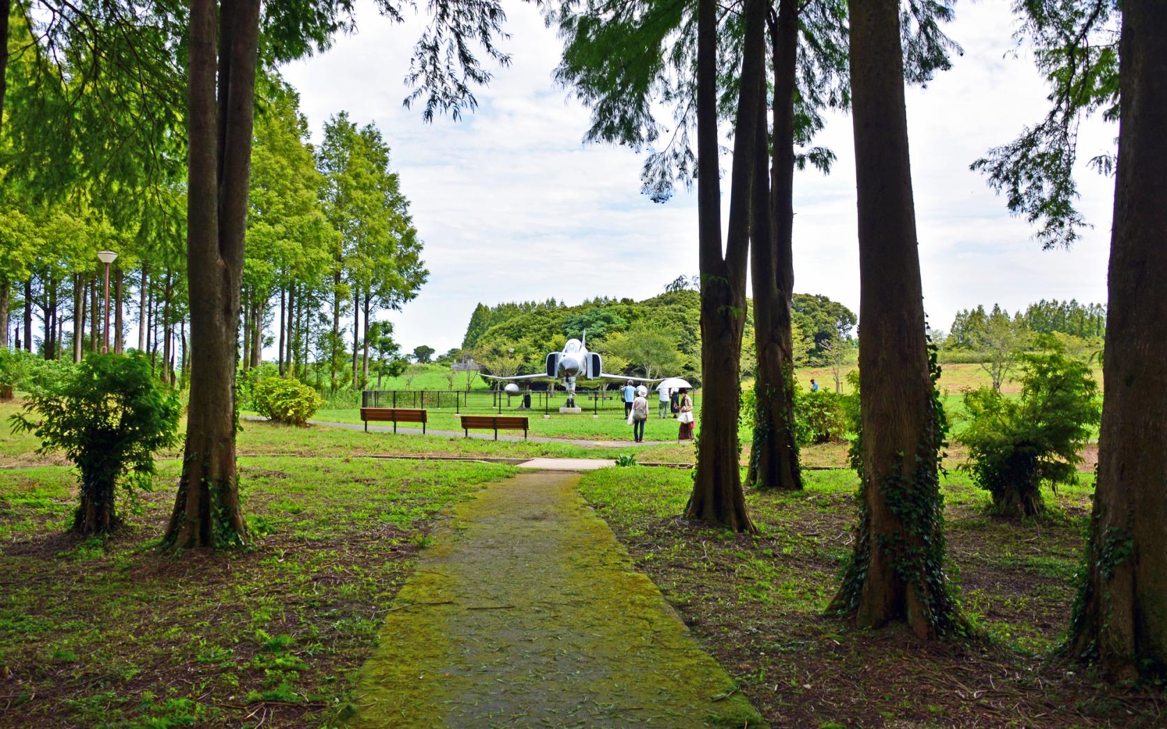 ⑤自然のトンネル！メタセコイアが並ぶ癒しの道・メタセの杜-1